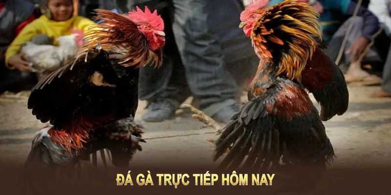 Đá gà trực tiếp hôm nay