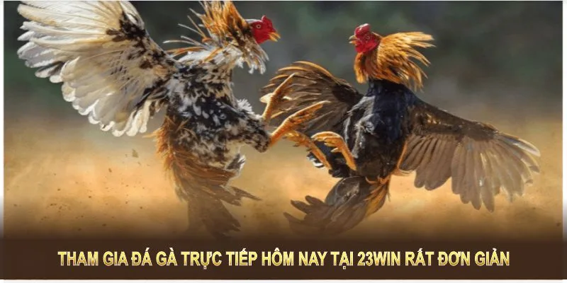 Tham gia đá gà đơn giản tại 23win