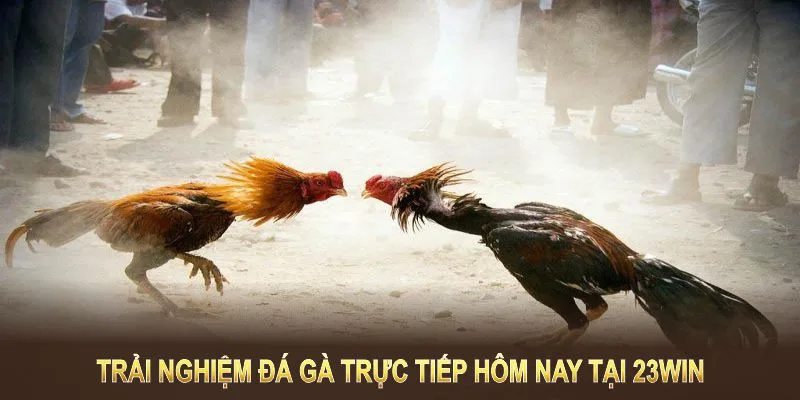 Đá gà trực tiếp hôm nay tại 23WIN